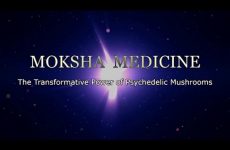 Moksha Medicine Psychedelic Mushrooms